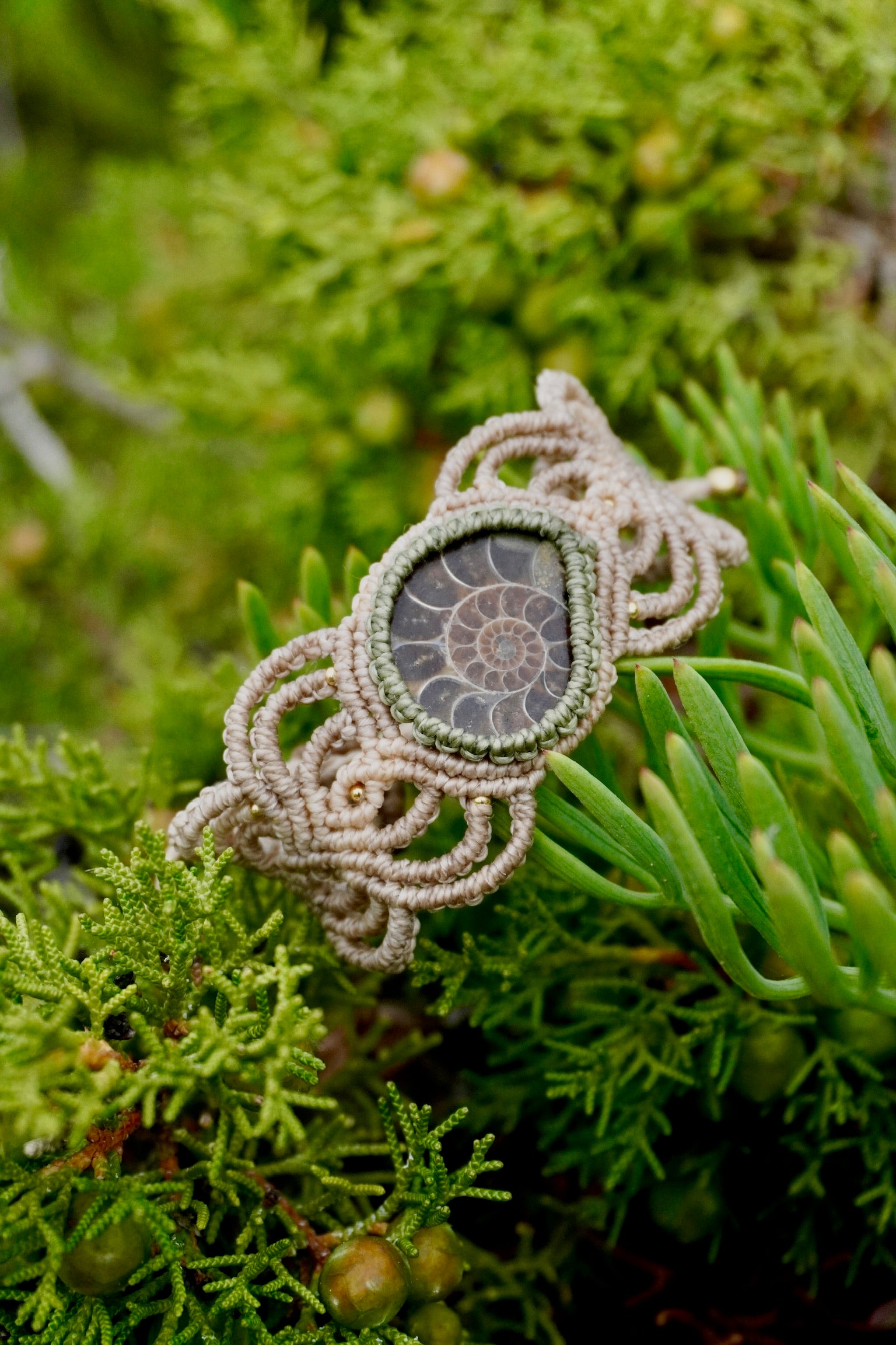 Brazalete de Amonnite