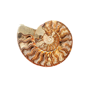 Amonite
